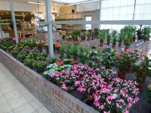 Plantes fleuries d'intérieur