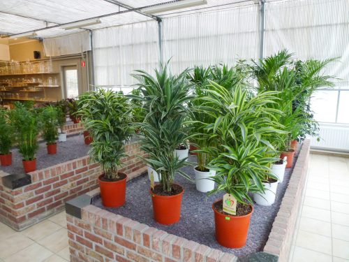 Plantes vertes d'intérieur