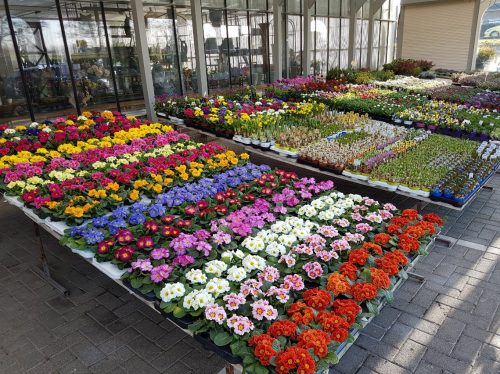 Échoppes printanières